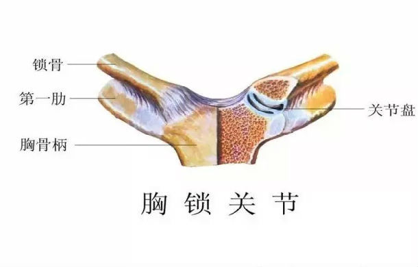 八字胸是什么导致的_八字胸的图片_八字胸是不是不好
