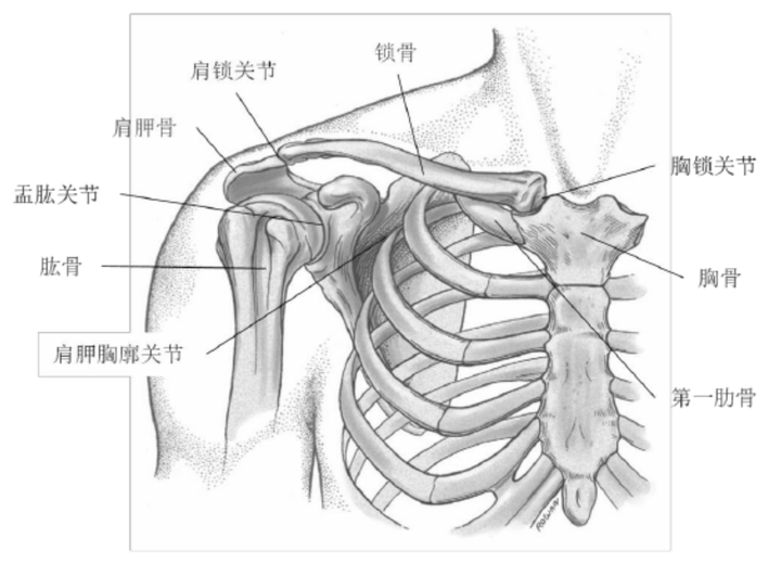 八字胸是什么导致的_八字胸是不是不好_八字胸的图片